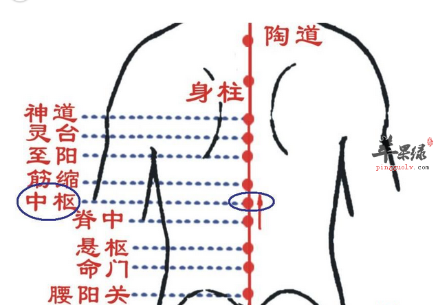 中枢穴穴位位置图_中枢穴的功效与作用_按摩手法