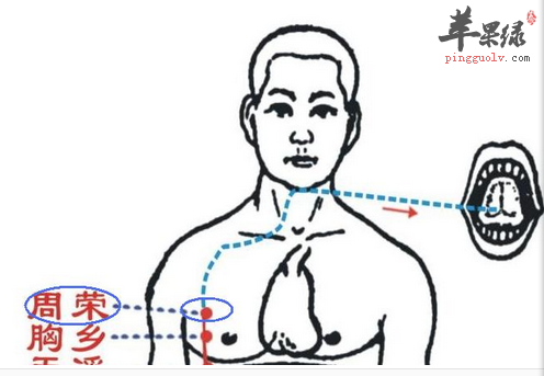 周荣穴位位置图