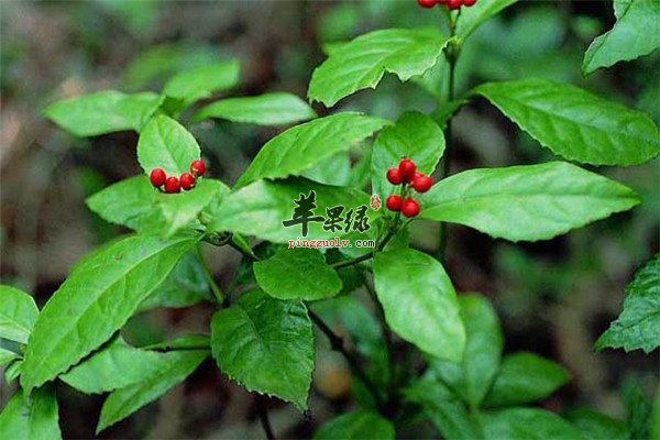 夏季祛湿用中药【苍术,茯苓,五指毛桃】