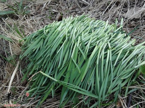 野韭菜的营养价值及食用方法