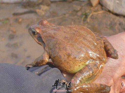 哈士蟆的营养价值及食用方法_哈士蟆的功效与作用_哈士蟆的做法大全