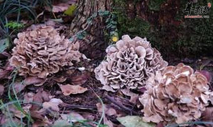 灰树花的营养价值及食用方法