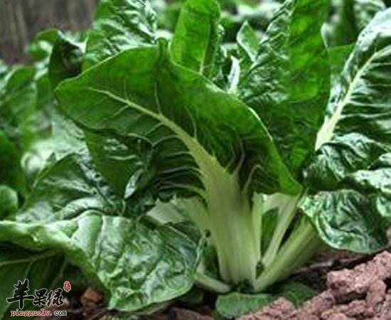 牛皮菜有预防癌症清热通便的功效
