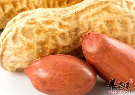 花生芽：“万寿果芽”