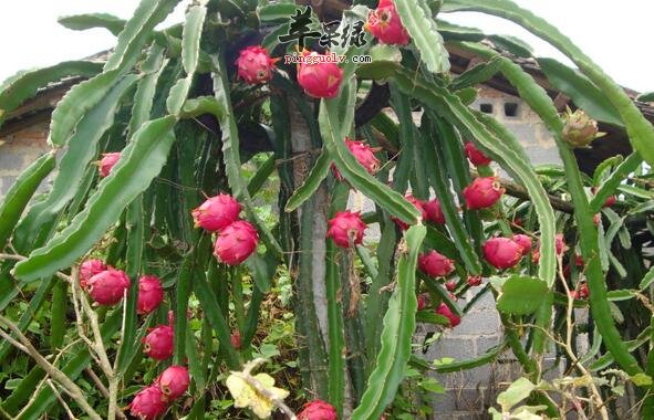 火龙果几种创新吃法 有利健康_苹果绿