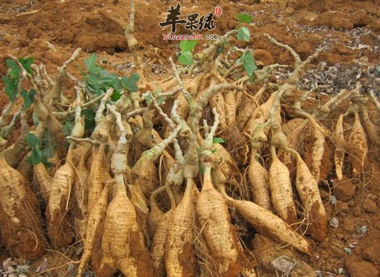 干葛根也叫作野葛,鹿霍,黄斤,鸡齐根,干葛,甘葛,粉葛,黄葛根