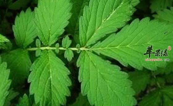 苹果绿 养生食谱  主辅配料 仙鹤草20克,三七粉10克,糯米250克.