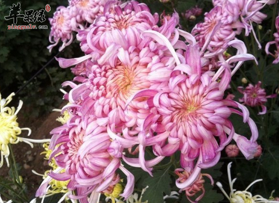 鲜菊花的食用效果怎么样 鲜菊花怎么吃