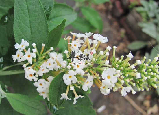 密蒙花泡水喝的养生禁忌