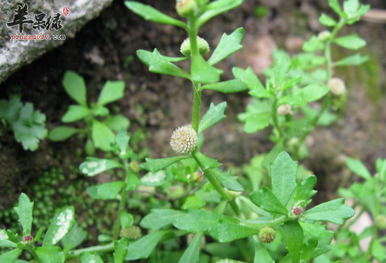 石胡荽的有关药膳方介绍