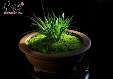 菖蒲的功效与作用