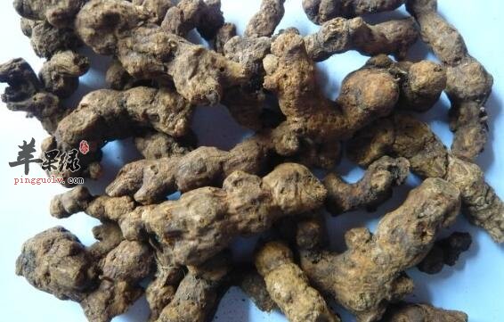 北苍术的功效与作用_北苍术与茅苍术的区别_植物形态