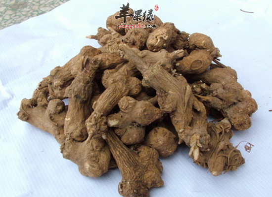 地黄的药理作用和食用方法