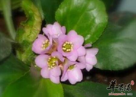 岩白菜的功效与作用