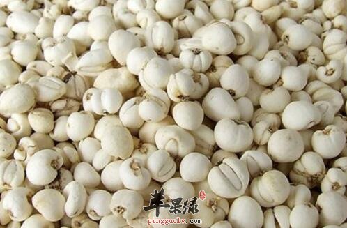土贝母的功效与作用