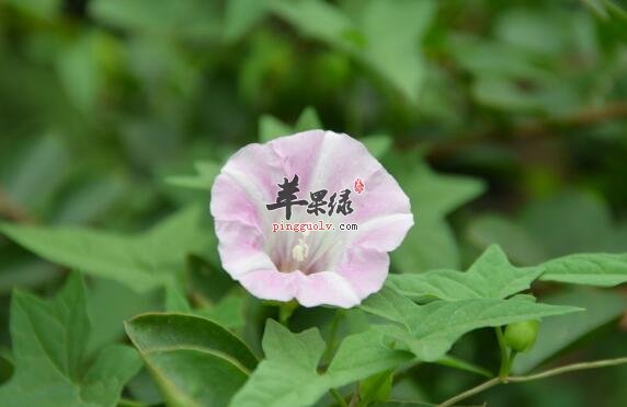 打碗花的功效与作用