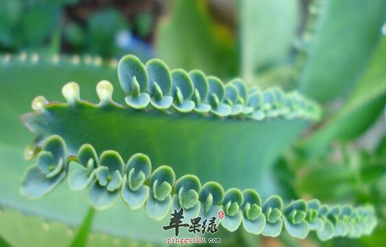 落地生根的功效与作用