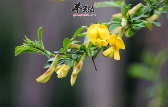 永利国际房子:红花锦鸡儿的功效与作用