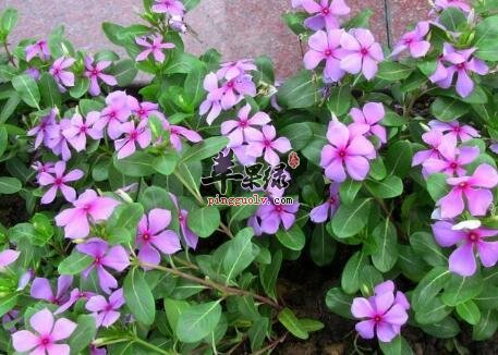 长春花的功效与作用