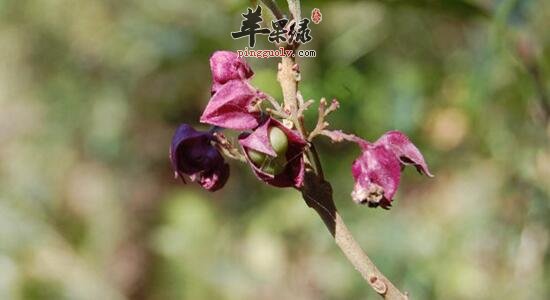 白花灯笼的功效与作用_白花灯笼的副禁忌注意及用量_白花灯笼的附方
