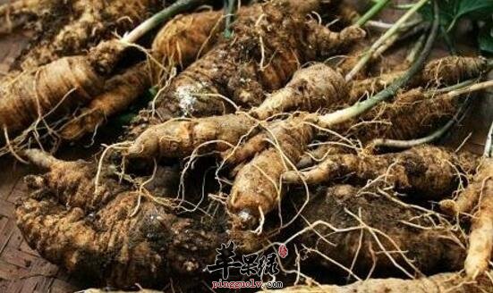 四叶参的功效与作用