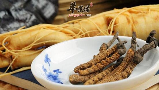 冬虫夏草菌的功效与作用