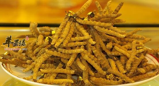 冬虫夏草菌的功效与作用