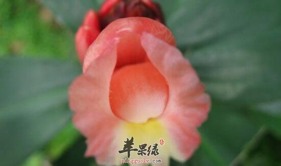 闭鞘姜的功效与作用