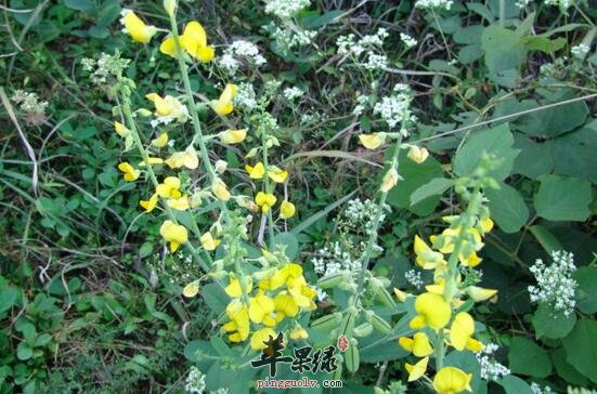 响铃豆的功效与作用