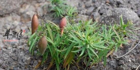 地梢瓜的功效与作用