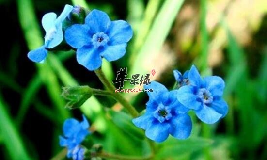 倒提壶的功效与作用
