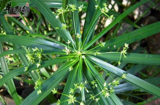 苹果绿 中药大全 功效与作用 风车草又叫伞草,旱伞草,台湾竹,在我国的