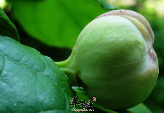 白鲜的功效与作用