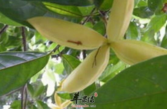 粗叶榕的功效与作用