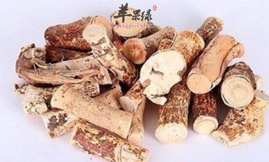 粗叶榕的功效与作用