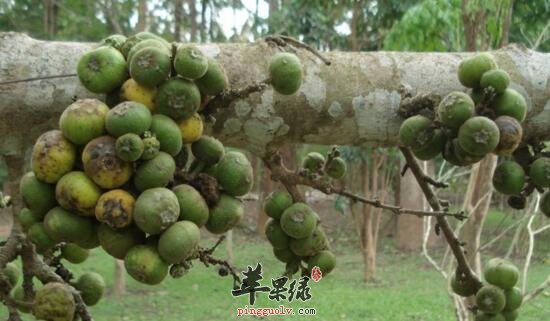 对叶榕的功效与作用