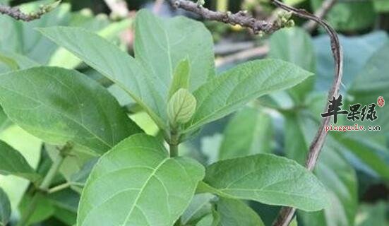 对叶榕的功效与作用