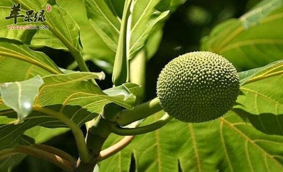 薜荔的功效与作用