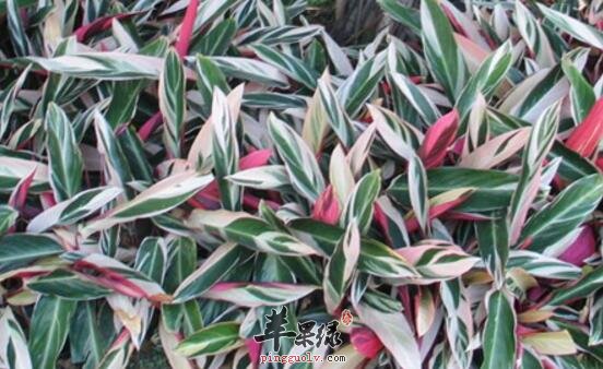 驳骨丹的功效与作用