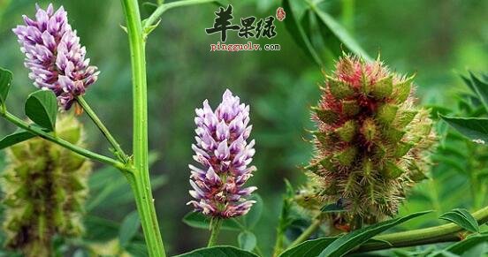 刺果甘草的功效与作用