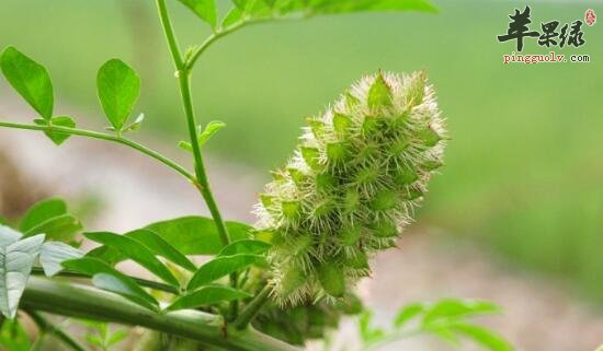 刺果甘草的功效与作用