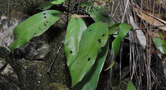 小叶买麻藤的功效与作用