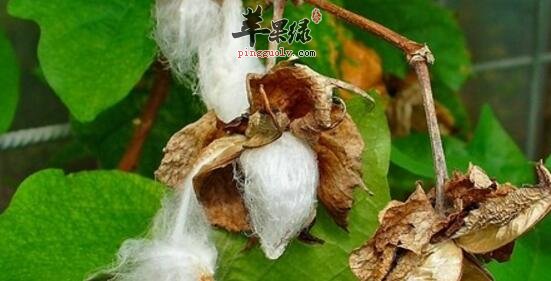 草棉的功效与作用