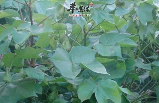 草棉的功效与作用