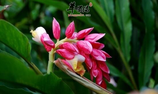 姜花的功效与作用