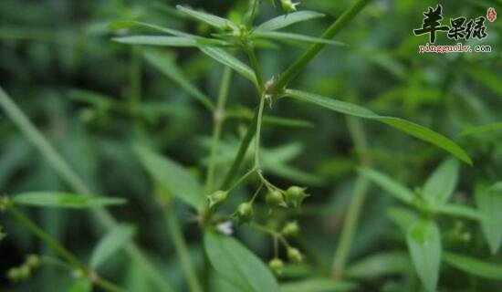 《植物名实图考"洗无名肿毒.