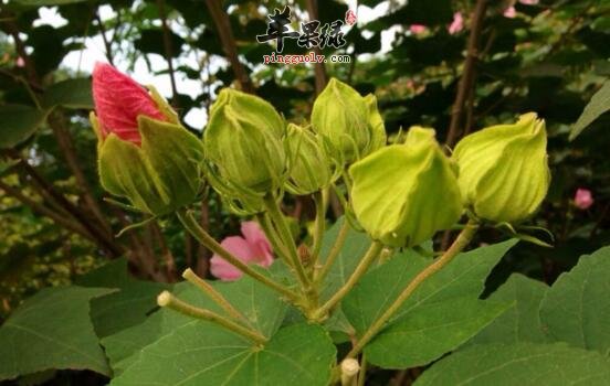 (《上海常用中草药》) 2,治痈疽肿毒:木芙蓉花,叶,丹皮.煎