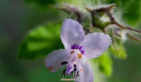 苹果绿 中药大全 功效与作用山香又叫山 薄荷,毛老虎,蛇百子,毛射香