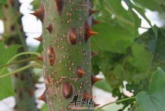 刺楸的功效与作用