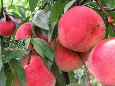 桃子如果吃多了对身体有什么影响